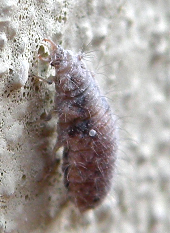 Larva di Chrysopa sp.